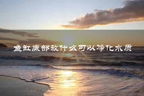 鱼缸底部放什么可以净化水质