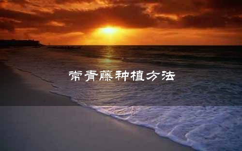 常青藤种植方法