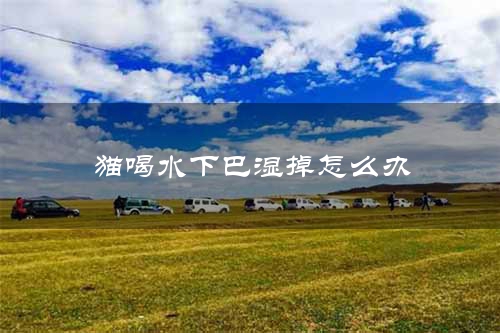 猫喝水下巴湿掉怎么办