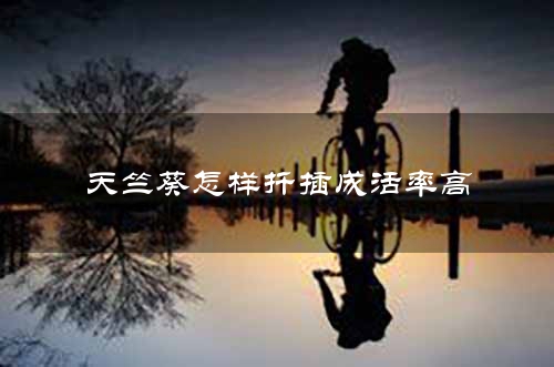 天竺葵怎样扦插成活率高