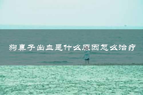 狗鼻子出血是什么原因怎么治疗