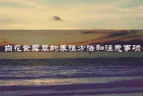 白花紫露草的养殖方法和注意事项