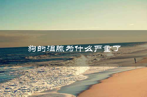 狗的泪腺为什么严重了