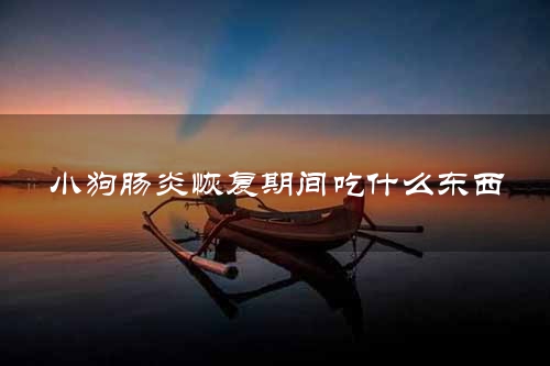 小狗肠炎恢复期间吃什么东西