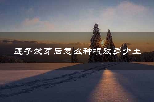莲子发芽后怎么种植放多少土
