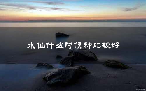 水仙什么时候种比较好