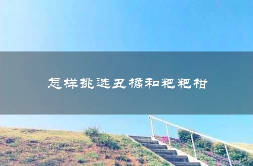 怎样挑选丑橘和粑粑柑