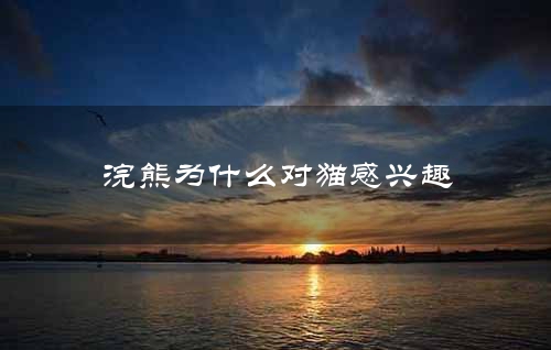 浣熊为什么对猫感兴趣