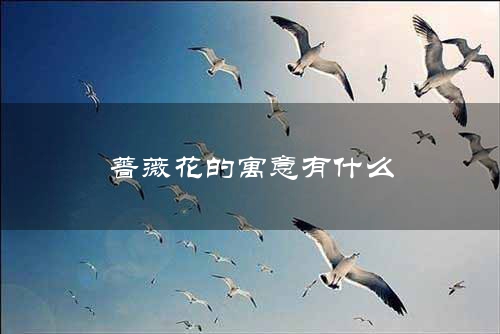 蔷薇花的寓意有什么