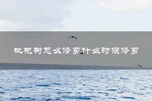 枇杷树怎么修剪什么时候修剪